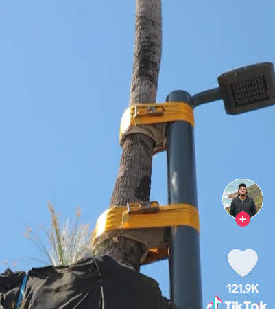 A plam tree strapped to a light pole