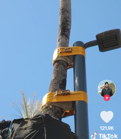 A plam tree strapped to a light pole